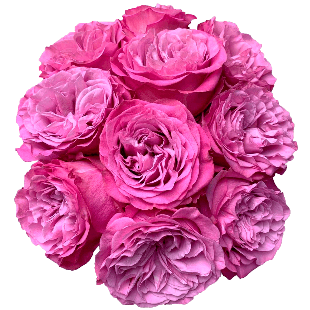 Rose (garden) Queens Crown Pink Lavender 40 Cm