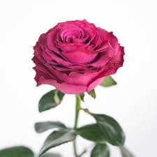 Rose Venturoso Purple Fuschia 40 Cm