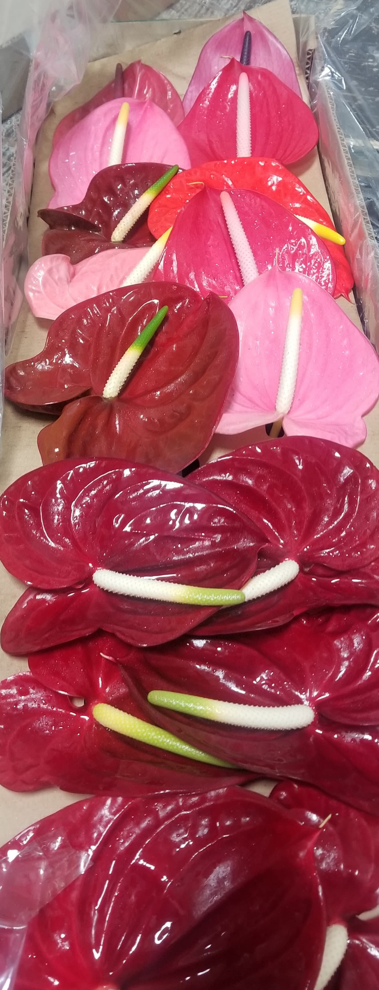 Anthurium Asst Mix Medium