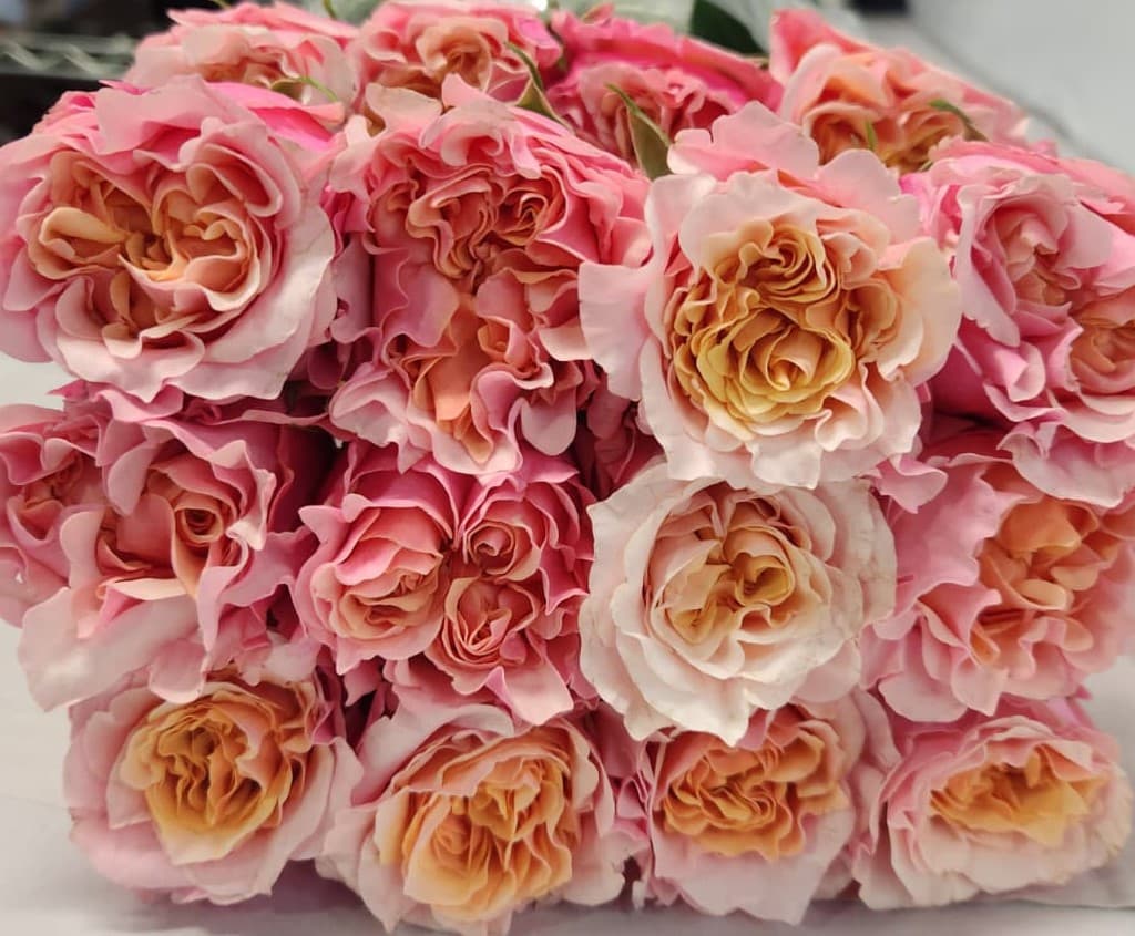 Rose (garden) Flamingo Mayra Peach Pink 40 Cm