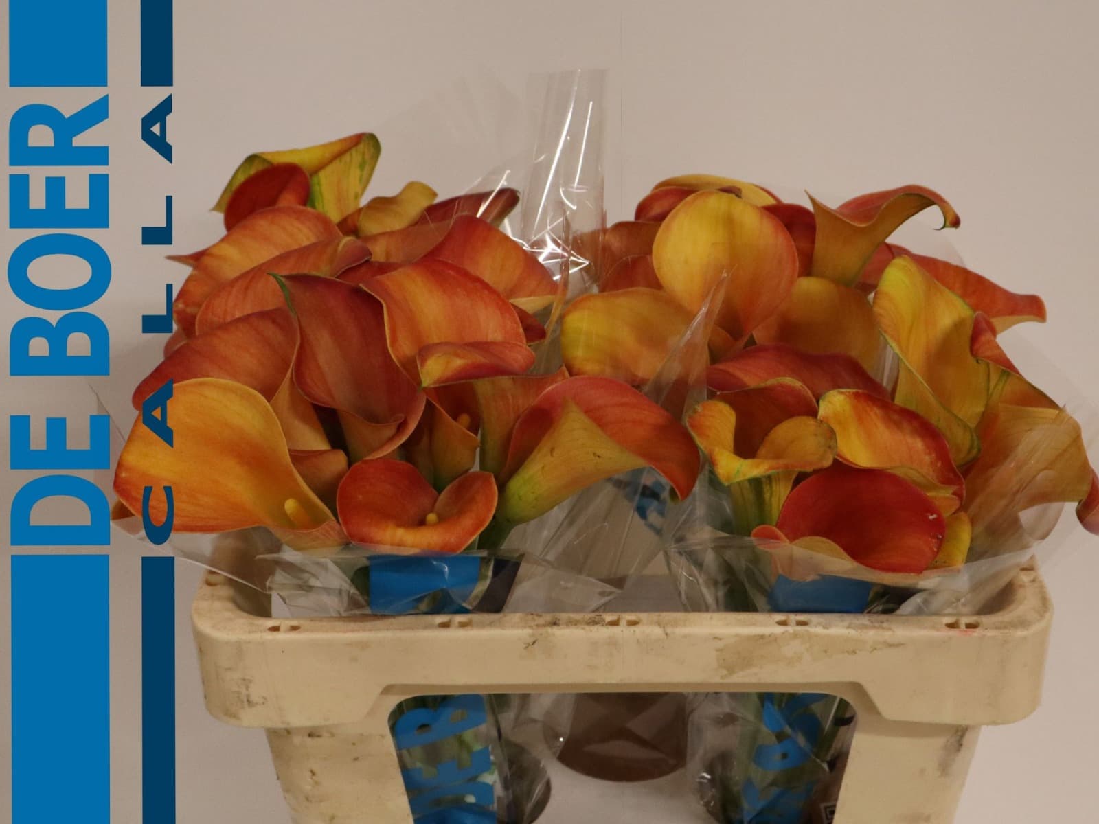 Calla (mini) Merengue Orange Bic 40 Cm Nl