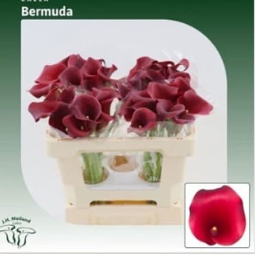 Calla (mini) Bermuda Burgundy Red 50 Cm