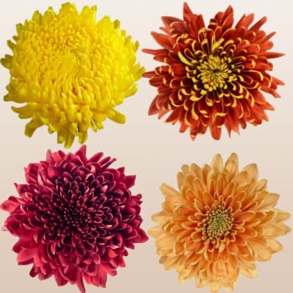 Mum Cremon Fall Pack Asst 70 Cm