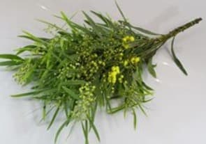 Novelty Mimosa Floribunda Yellow 200 Gr