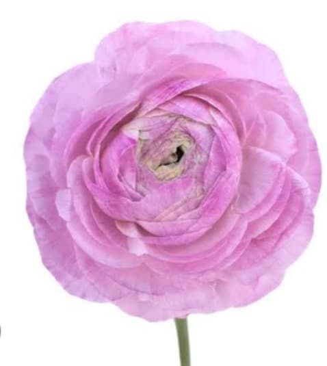 Ranunculus Milka Lavender Purple 35 Cm