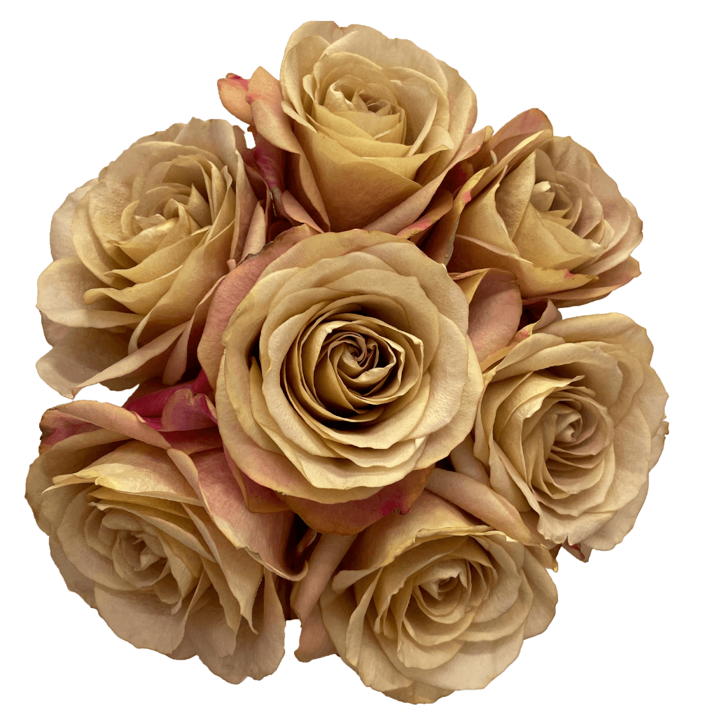 Rose Symbol Sand Mustard 40 Cm