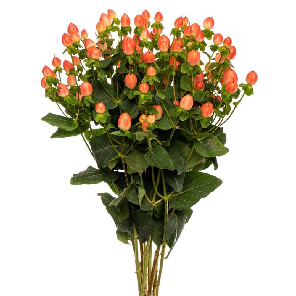 Hypericum Magical Royal Princess Apricot Peach 60 Cm