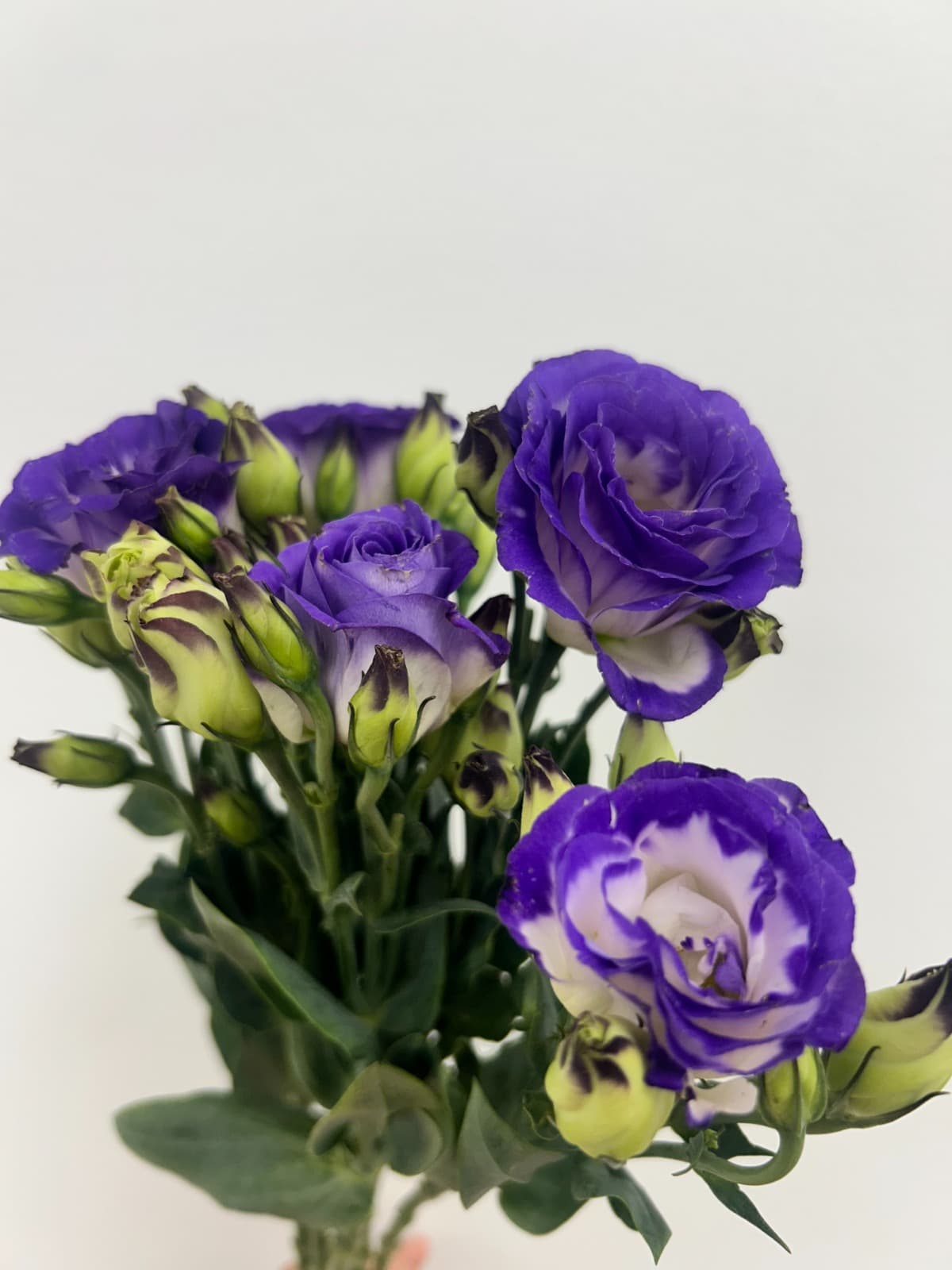 Lisianthus Picotte Purple Bic 60 Cm