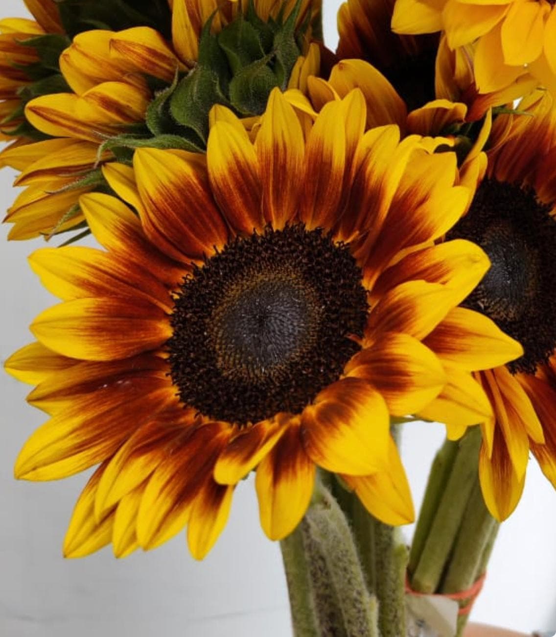 Sunflower Flame Yellow Bic Select