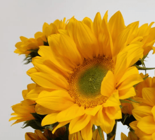 Sunflower Vincent Fresh Yellow W Green Cente