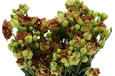 Lisianthus Rosanne Dbl Brown 70 Cm