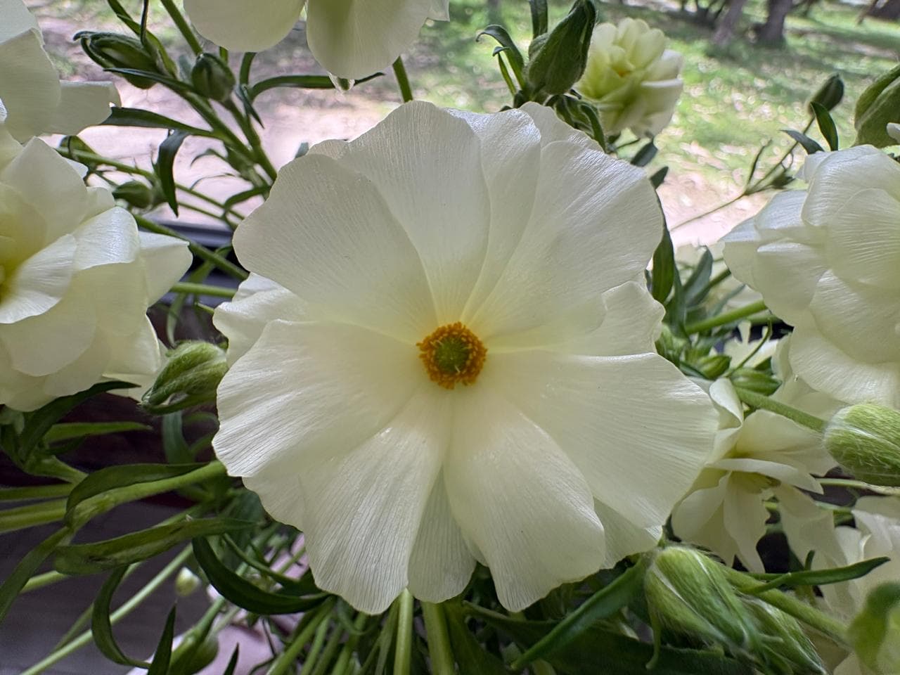 Ranunculus Butterfly Grace White Ivory 50 Cm