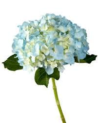 Hydrangea Bogotana Blue 18-20 Cm Premium
