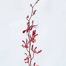 Orchid Aranda Annie Black Burgundy Red