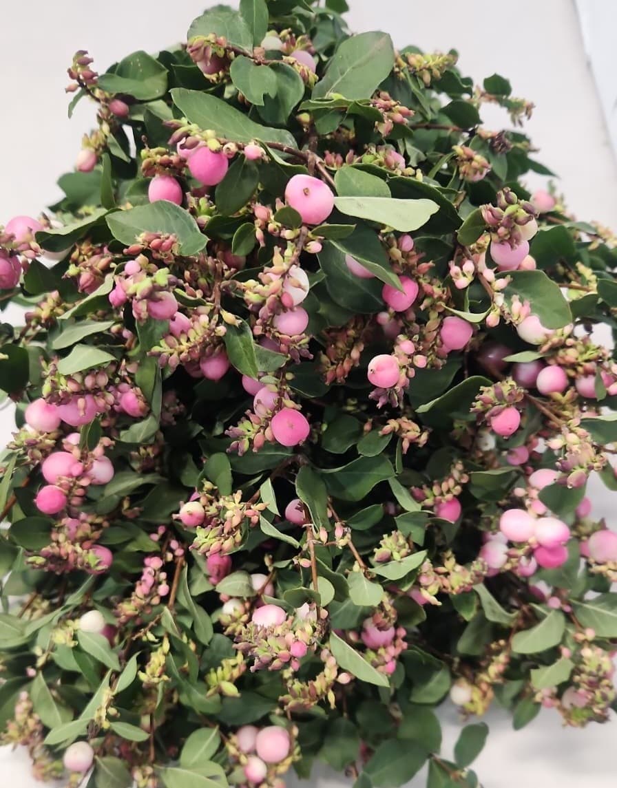 Novelty Snowberry Hot Pink 40/50 Cm
