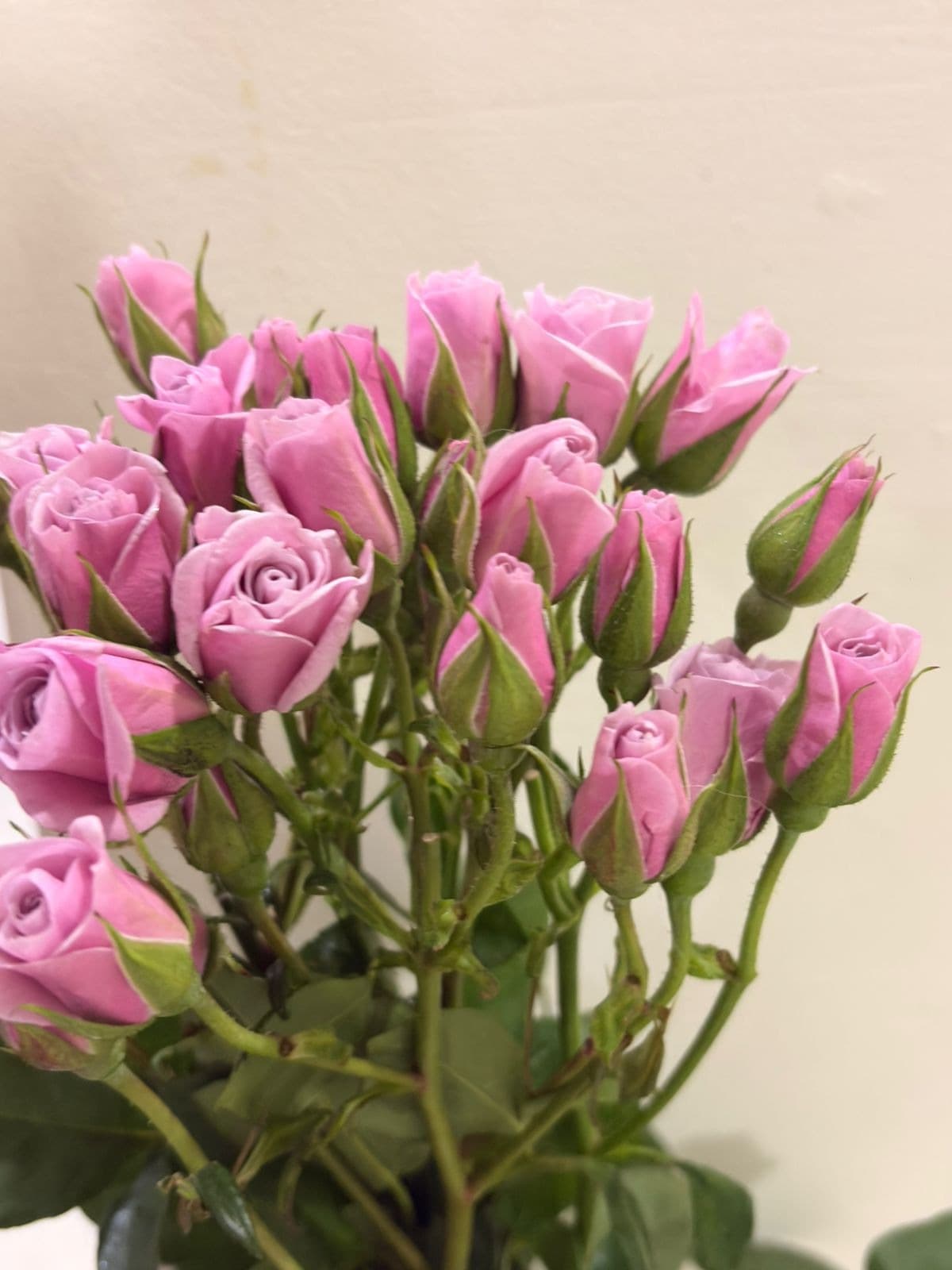Rose (Spray) Lavender Pink Brilliant Stars Sagita 50 cm