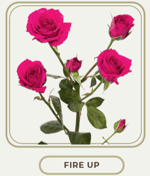 Rose (spray) Fire Up Pink Hot 60 Cm