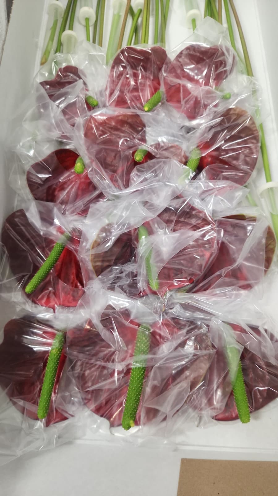 Anthurium Love Antique Red Burgundy Medium - No Credit
