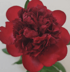 Peony Diana Parks Red Burgundy Aaa 50-60 Cm 4+cm Head