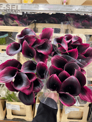 Calla (mini) Amazone Burgundy Red 30 Cm