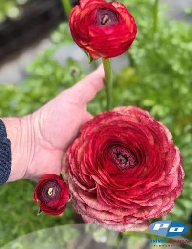 Ranunculus Success Vintage Bic Brick Red 40 Cm Ec