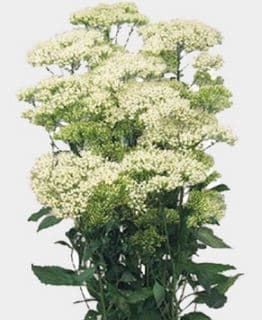 Trachelium White 50 Cm
