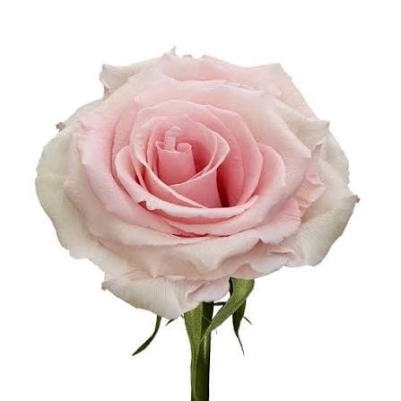 Rose Unforgiven Pink Lt 60 Cm