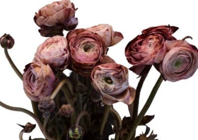 Ranunculus Brown Chocolate Dyed 40 Cm