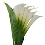 Calla Lily Open Cut Bqt White 80 Cm W/ 1 Leaf