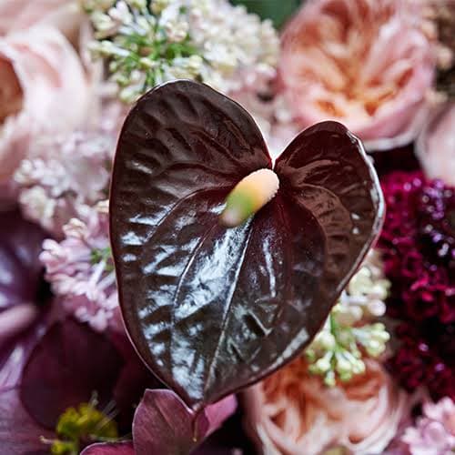 Anthurium Lovely Black Love Brown Small 7 Cm