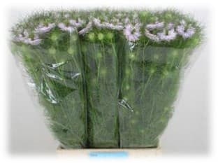 Novelty Nigella Damascena Lavander 70 Cm