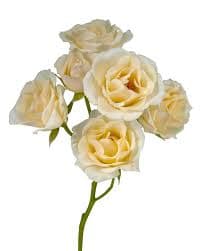 Rose (spray) Lesbos Cream Champagne 50 Cm