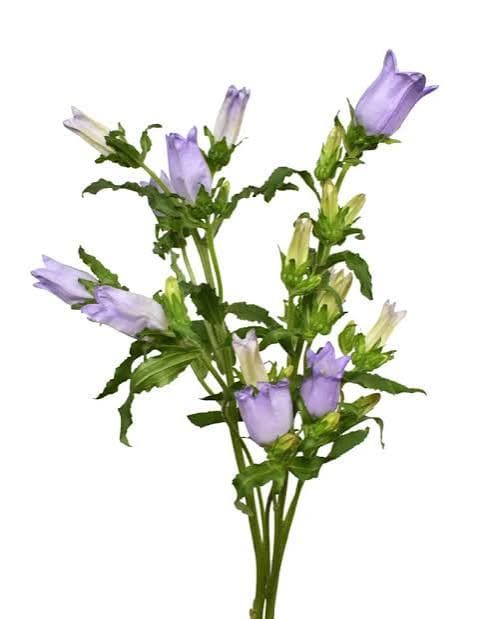 Novelty Campanula Lavender