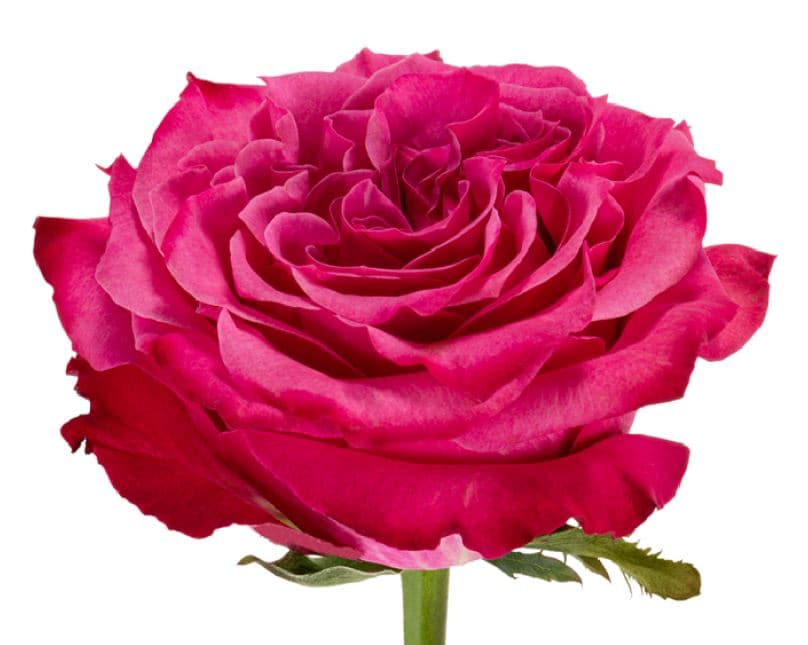 Rose (garden) Country Blue Hot Pink Fuscia 50 Cm