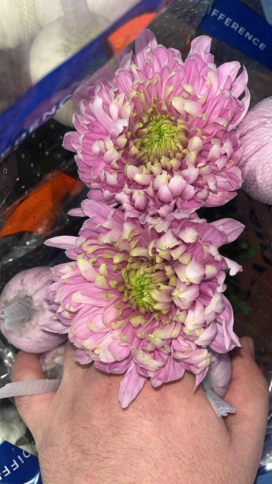 Mum Divosa Pink Bic 70 Cm Ec