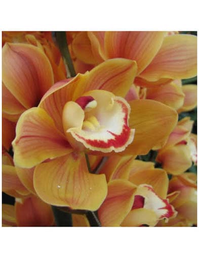 Cymbidium Amalia Orange Light 12/15 Bl 80 Cm