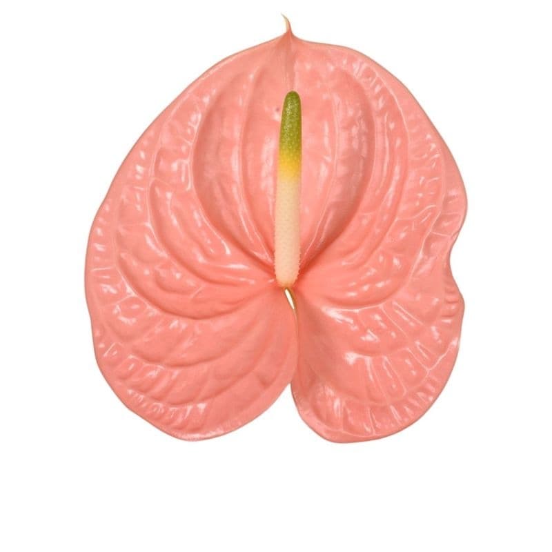 Anthurium Kuduro Pink Salmon Medium Nl - No Credit - Own Risk