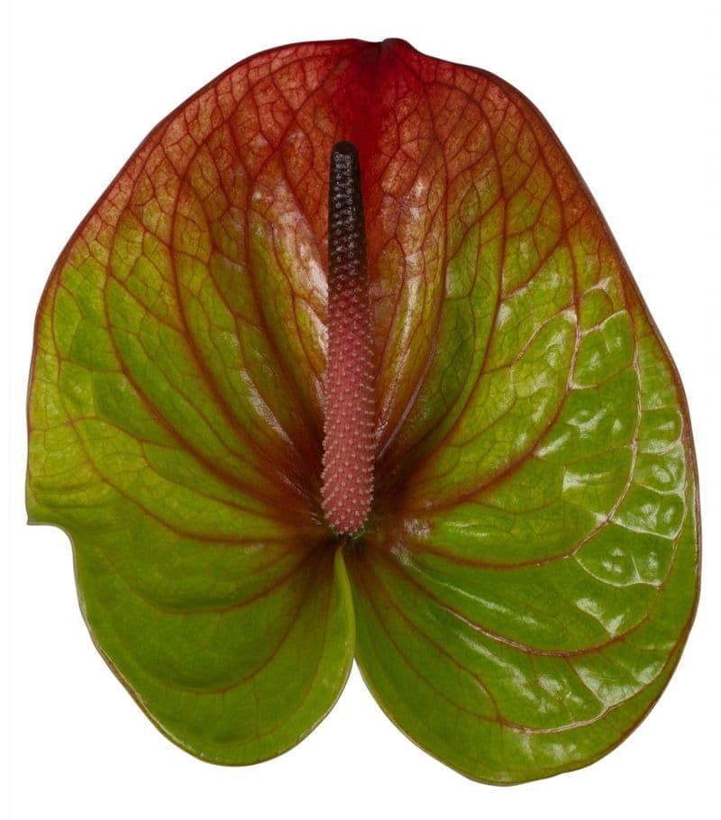 Anthurium Barika Green Red Bic Medium