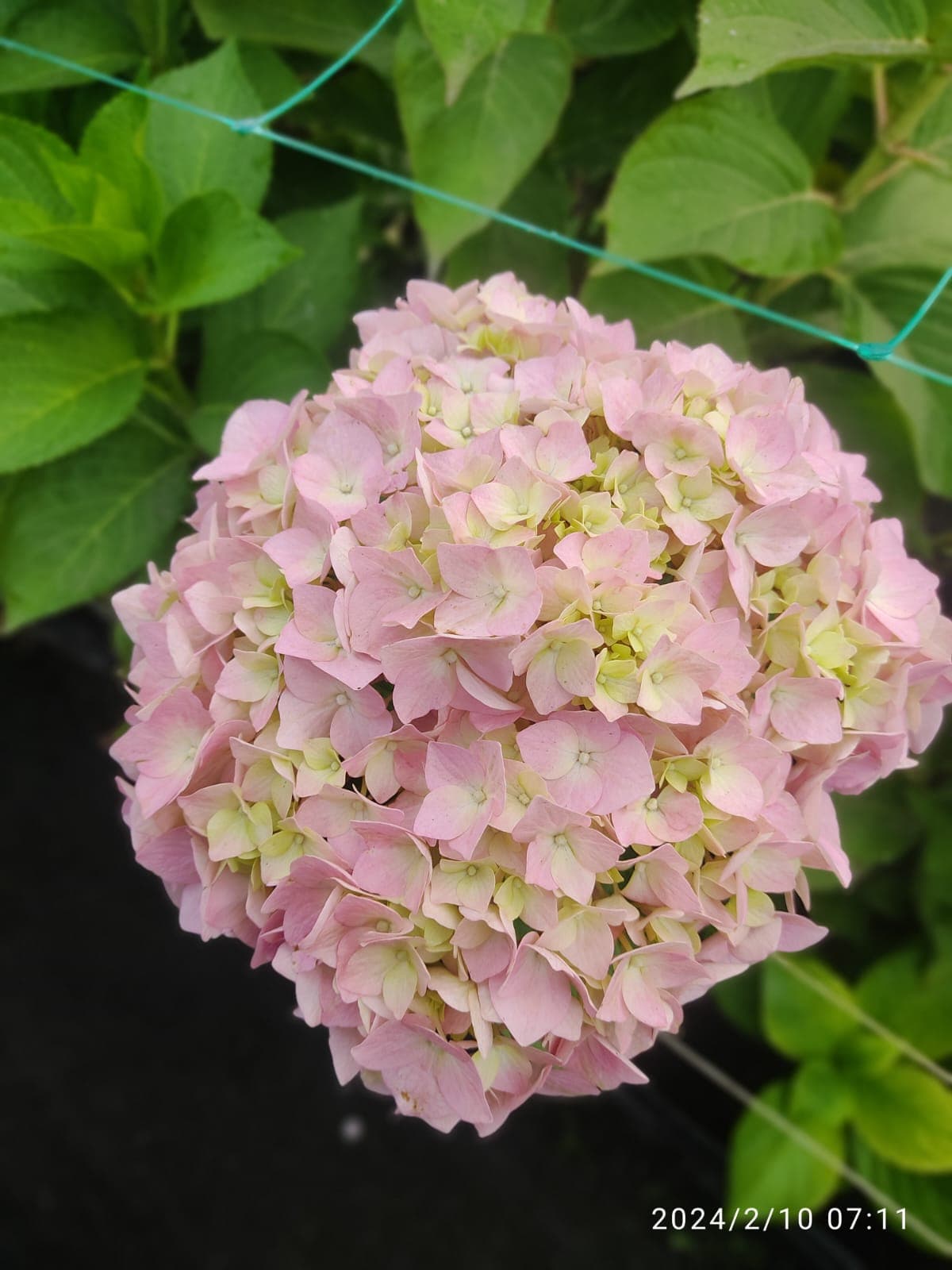 Hydrangea Princess Pink Light Premium 18 Cm