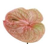 Anthurium Prestige Cognac Brown 11 Cm Medium