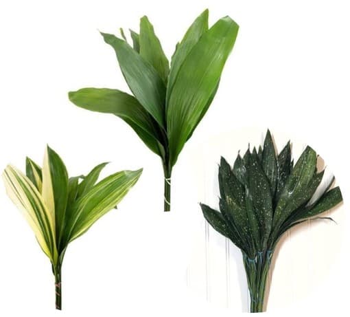 Aspidistra Green Milkyway Variegated Asst Fla