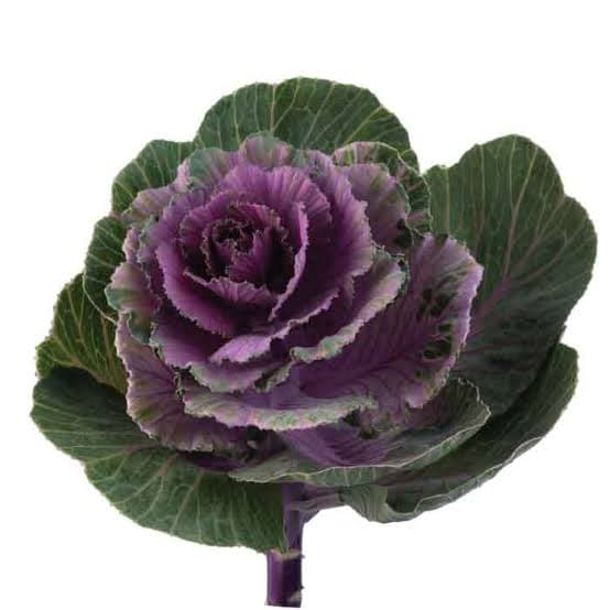Brassica Kale Purple 50 Cm