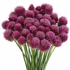 Allium Bullet Purple 70 Cm