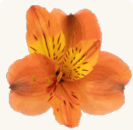 Alstro Orange Cherrio Select