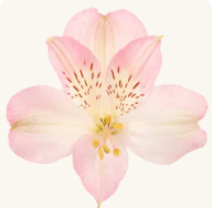 Alstro Dubai Pink Light Fancy