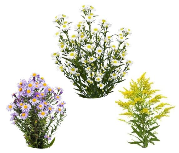 Aster Assorted