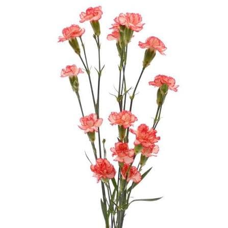 Carnation Lina Mini Orange Fancy