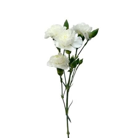 Carnation Mini White
