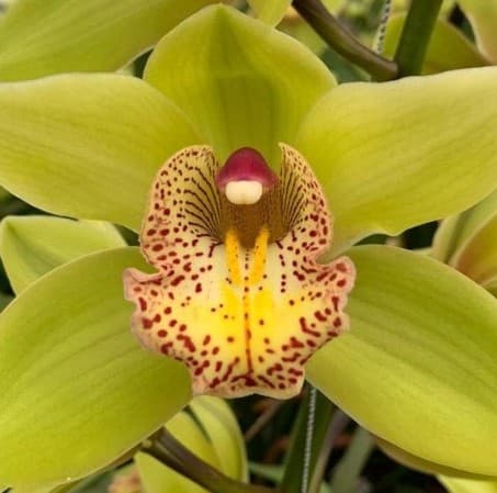 Cymbidium Melissa Green 8/11 Bl 60 Cm