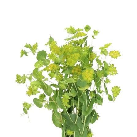 Buplerum 60 cm